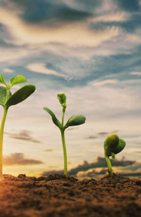 Seedlings reaching toward the light.
